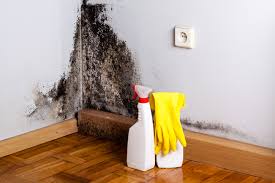 Parma Heights, OH Mold Removal Services Company